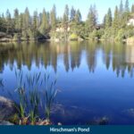 hirschmans pond