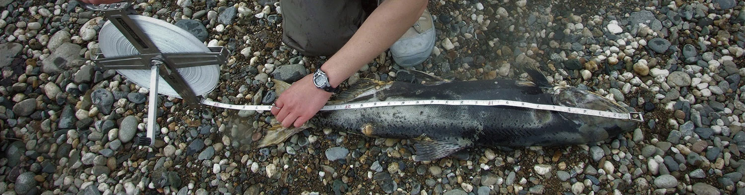 measuring fish by river