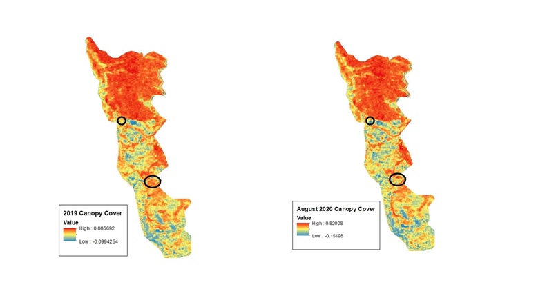 Figure 3. Change in canopy cover, gleaned from normalized difference vegetation index (NDVI) from Copernicus/Sentinel-2 imagery. Circles represent areas of significant change (blue = decrease, red = increase) in vegetation cover in the year before the Jones Fire. This kind of analysis can be used to identify treatments and their impacts on vegetative cover. 