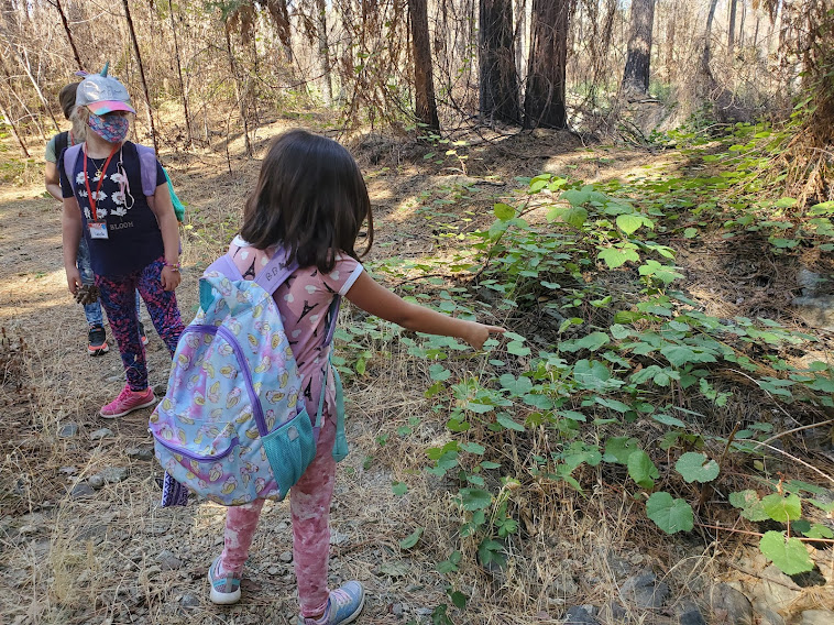 Students are making observations about the plants growing in their plots.