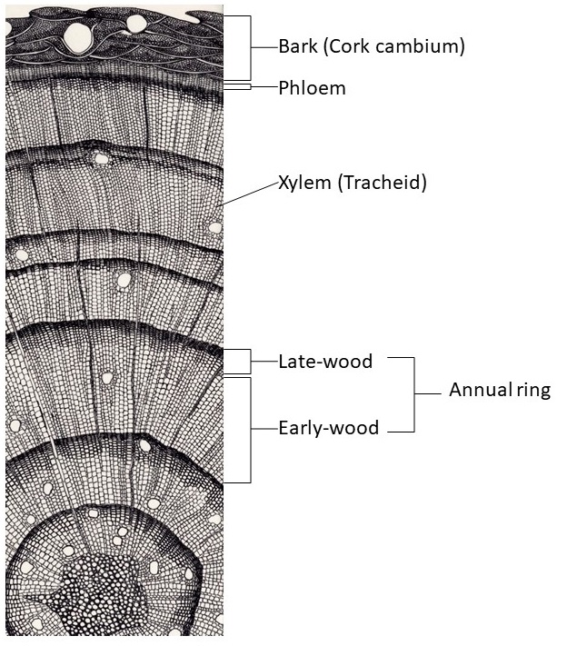 Figure 2. Illustration of theoretical tree ring cross section. Growth in this case is from the bottom of the image to the top. Concentric rings are formed of large and thin-walled early-season cells and thick-walled late-season cells before dormancy for the winter. This pattern produces distinct annual rings. Source: Stokes and Smiley (1968).