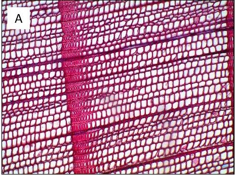 Figure 3. Thin section of wood (looking down into the stem) stained with a chemical with a high affinity for lignin. The more red is present, the more lignin is present. This shows that cell walls are made almost entirely of lignin, and that thick walls have more lignin than thin walls. Source: Lauder (2020).