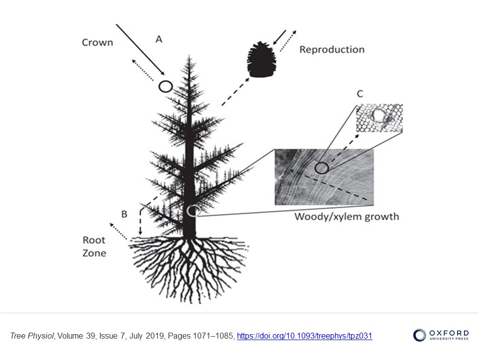 Solid arrows represent C uptake (photosynthesis), dotted arrows represent C loss (respiration) and dashed arrows represent potential C “investments”. If C is allocated to seed production, that C is no longer available for leaf production (and associated photosynthesis, A), root production (B), or radial growth, which itself influences hydraulic conductivity and resistance to pests (as a function of tracheid size and resin duct formation, C). Source: Lauder et al. (2019).