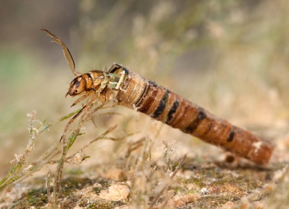 Photo of a Trichopteran 