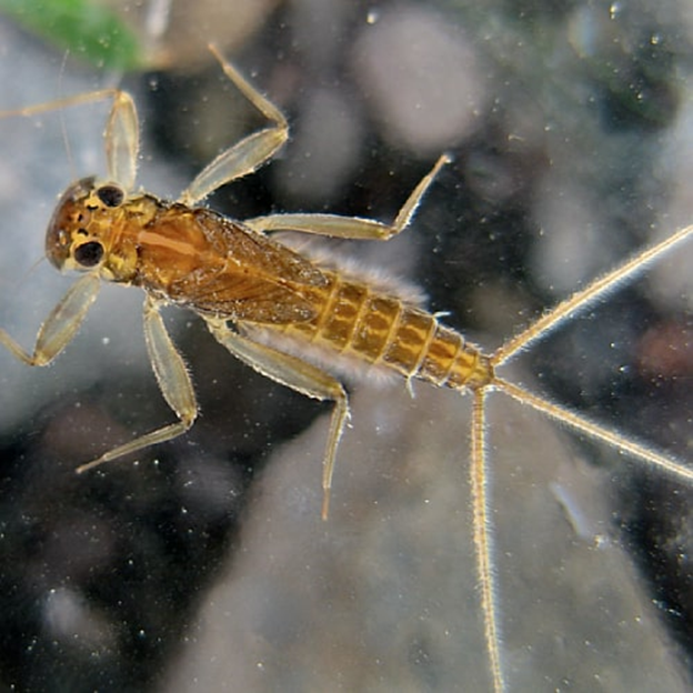 Photo of Ephmeropteran 