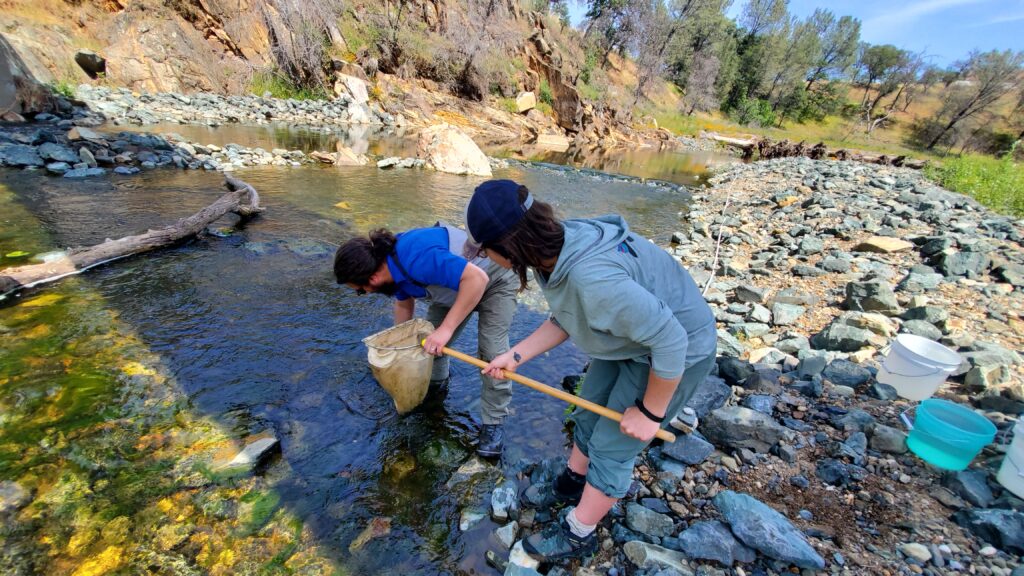 Sierra Streams staff are holding a D-net standing in Dry Creek after collecting benthic macroinvertebrate samples to better understand the health of Dry Creek. 