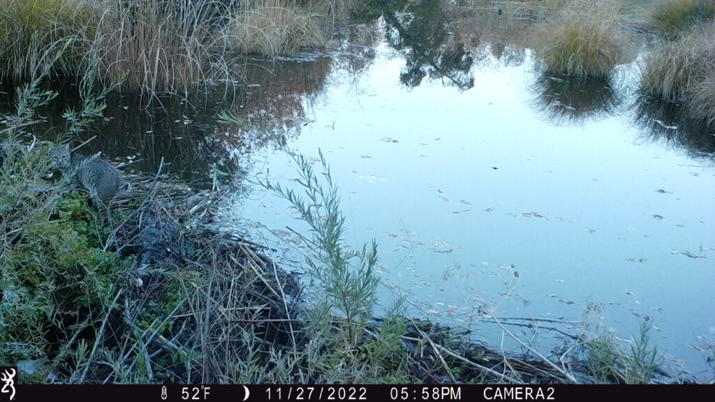 A bobcat stands on a beaver dam on Dry Creek 