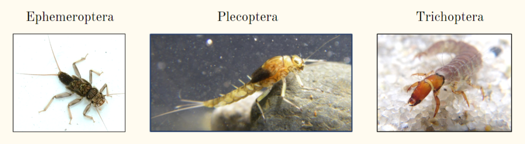 3 photos- one of ephemeroptera, or mayflies, plecoptera or stoneflies, and trichoptera or caddisflies, which make up the 3 most sensative BMIs and are indicators of stream health