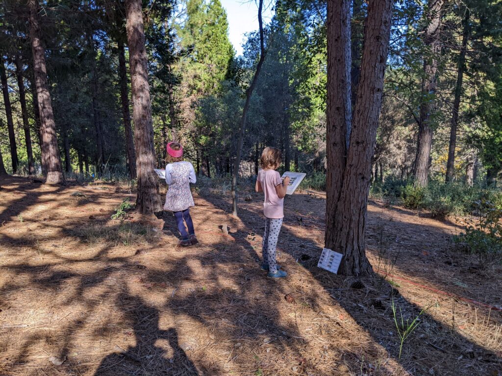 Students from Nevada City School of the Arts collecting tree diversity data
