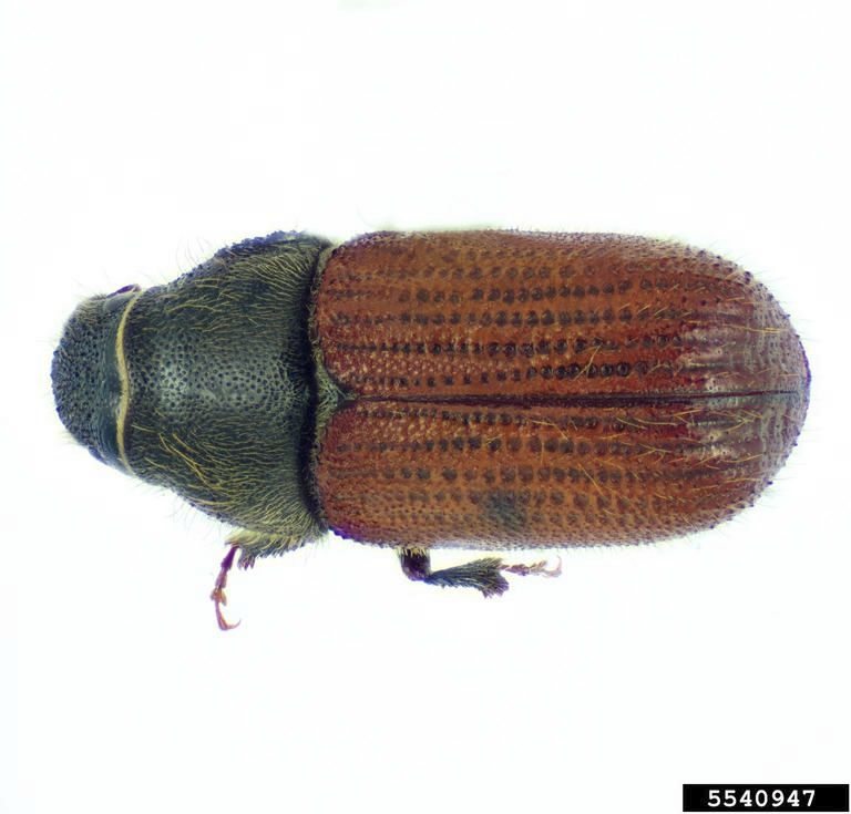 Douglas Fir Beetle