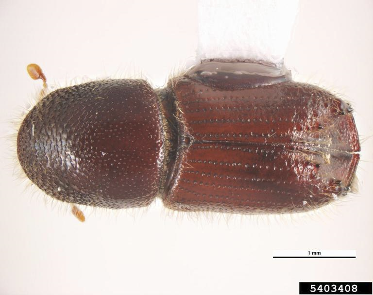 Pine Engraver Beetle