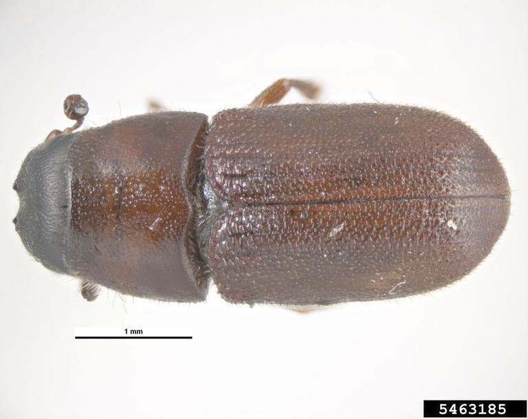 Western Pine Beetle