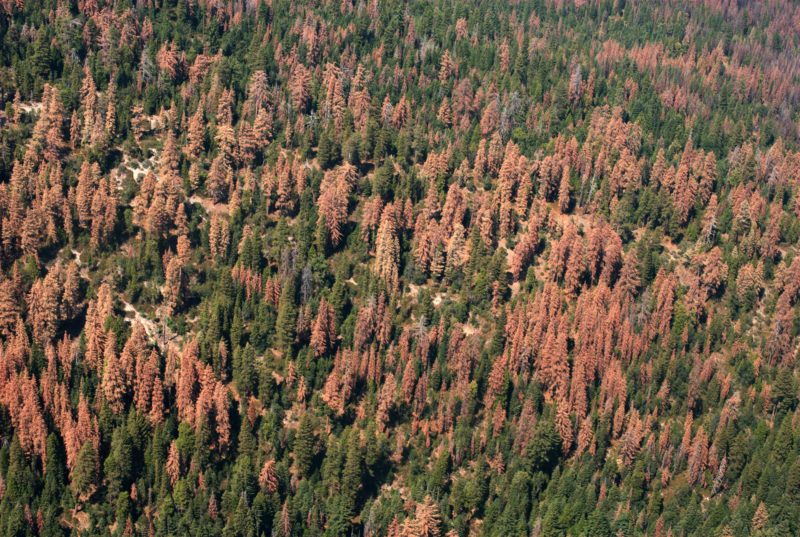 Aerial view of dead conifers