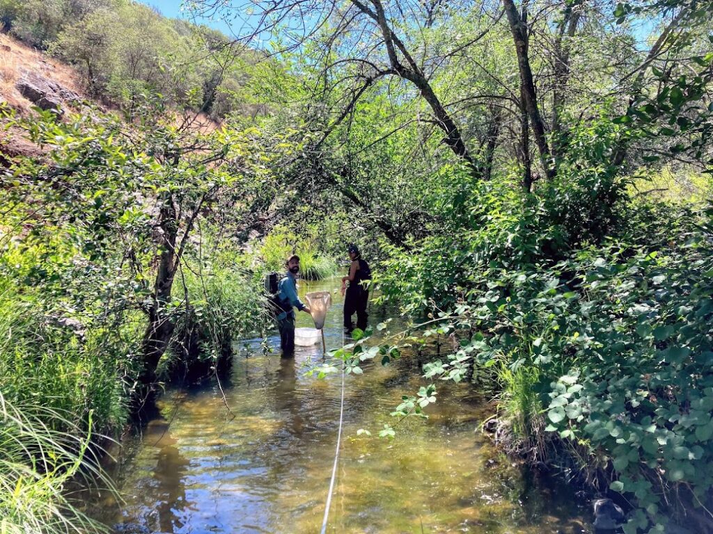 volunteers collect algae and BMI samples in the lower watershed