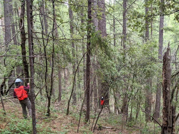 Technicians Harper and Jonathan collecting data in a Douglas-fir stand