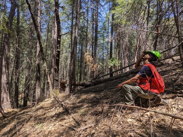 Technicians Harper and Jonathan collecting data in a Douglas-fir stand