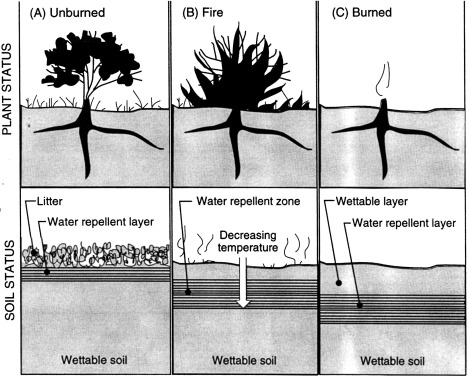 diagram-of-hydrophobic-layer-formation