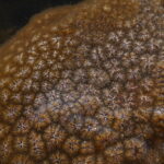 "Pectinatella magnifica" by Kirill Ignatyev is licensed under CC BY-SA 4.0.