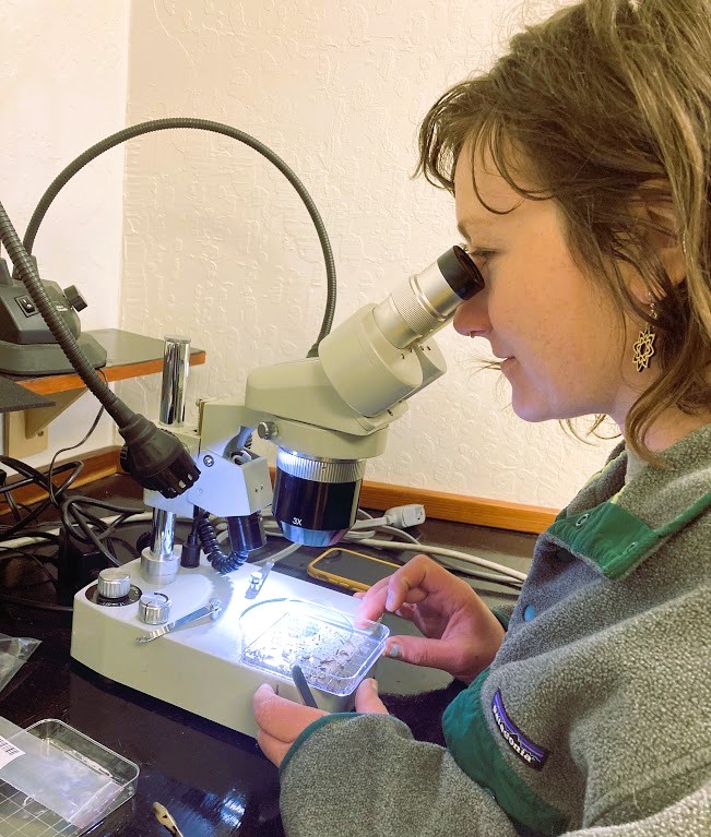 a staff member sorts a benthic macroinvertebrate sample