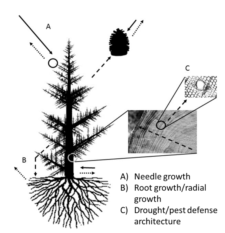 The Science of Masting Why are there so many acorns (or cones)? Sierra Streams Institute