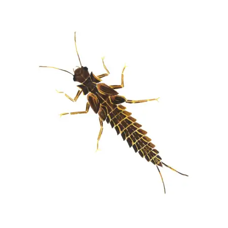stonefly